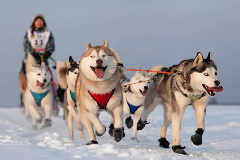 Redhead Husky (29 장의 사진) : 흰색 - 빨간색 강아지는 파란 눈처럼 보이는가? 개가 순전히 붉은 색? 22766_11