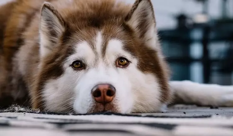 Redhead Husky (29 장의 사진) : 흰색 - 빨간색 강아지는 파란 눈처럼 보이는가? 개가 순전히 붉은 색? 22766_12