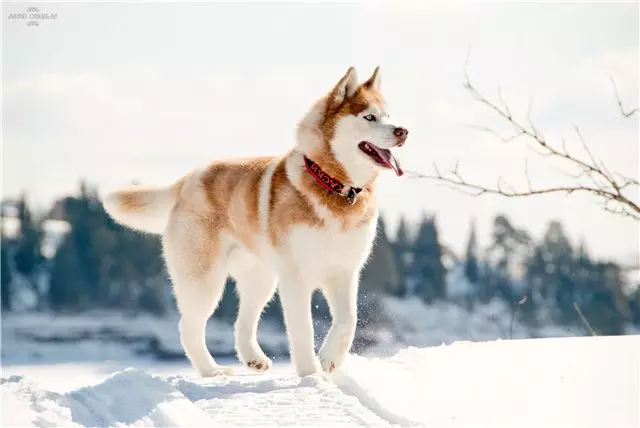 Redhead Husky (29 장의 사진) : 흰색 - 빨간색 강아지는 파란 눈처럼 보이는가? 개가 순전히 붉은 색? 22766_13