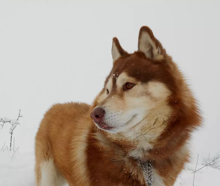 Redhead Husky (29 장의 사진) : 흰색 - 빨간색 강아지는 파란 눈처럼 보이는가? 개가 순전히 붉은 색? 22766_16