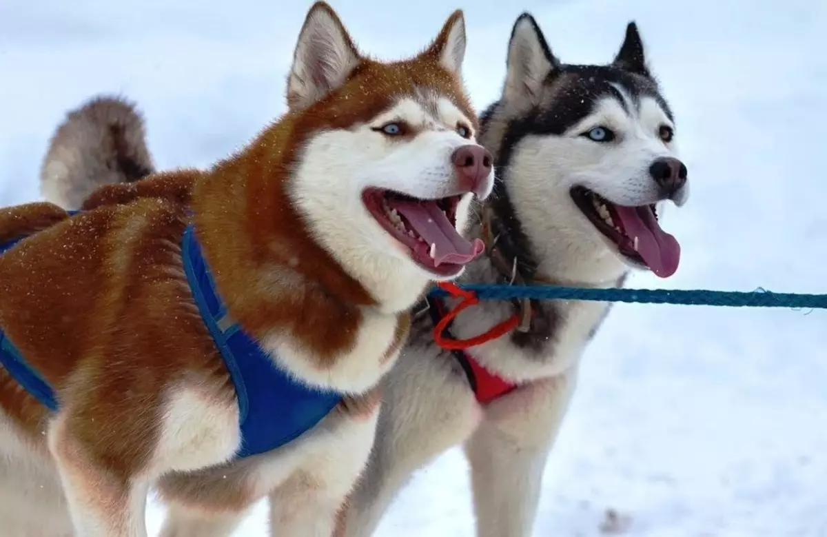 Redhead Husky (29 장의 사진) : 흰색 - 빨간색 강아지는 파란 눈처럼 보이는가? 개가 순전히 붉은 색? 22766_18