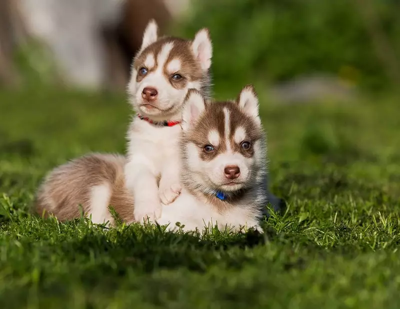 Redhead Husky (29 장의 사진) : 흰색 - 빨간색 강아지는 파란 눈처럼 보이는가? 개가 순전히 붉은 색? 22766_2