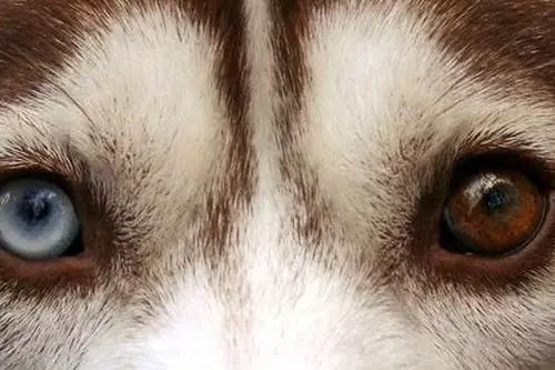 Redhead Husky (29 장의 사진) : 흰색 - 빨간색 강아지는 파란 눈처럼 보이는가? 개가 순전히 붉은 색? 22766_21