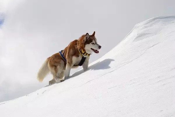 Redhead Husky (29 장의 사진) : 흰색 - 빨간색 강아지는 파란 눈처럼 보이는가? 개가 순전히 붉은 색? 22766_26