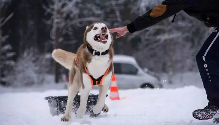 Redhead Husky (29 장의 사진) : 흰색 - 빨간색 강아지는 파란 눈처럼 보이는가? 개가 순전히 붉은 색? 22766_27