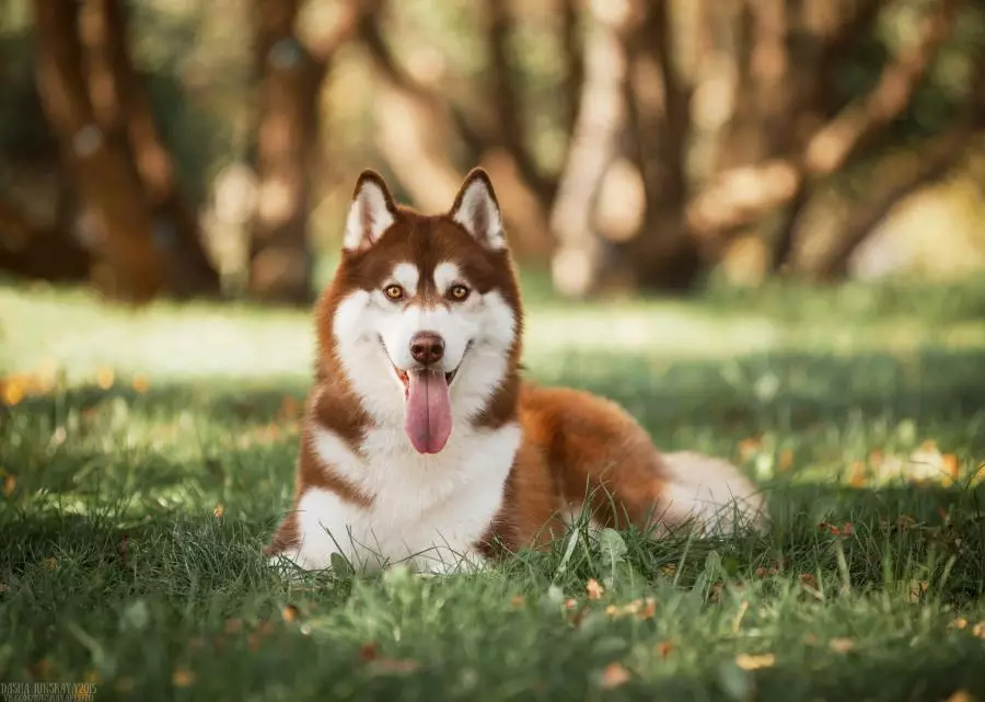 Redhead Husky (29 장의 사진) : 흰색 - 빨간색 강아지는 파란 눈처럼 보이는가? 개가 순전히 붉은 색? 22766_3