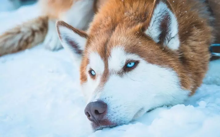 Redhead Husky (29 장의 사진) : 흰색 - 빨간색 강아지는 파란 눈처럼 보이는가? 개가 순전히 붉은 색? 22766_4