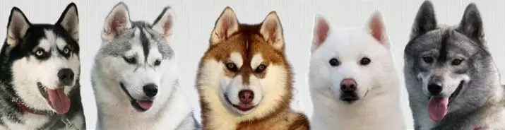 Redhead Husky (29 장의 사진) : 흰색 - 빨간색 강아지는 파란 눈처럼 보이는가? 개가 순전히 붉은 색? 22766_5