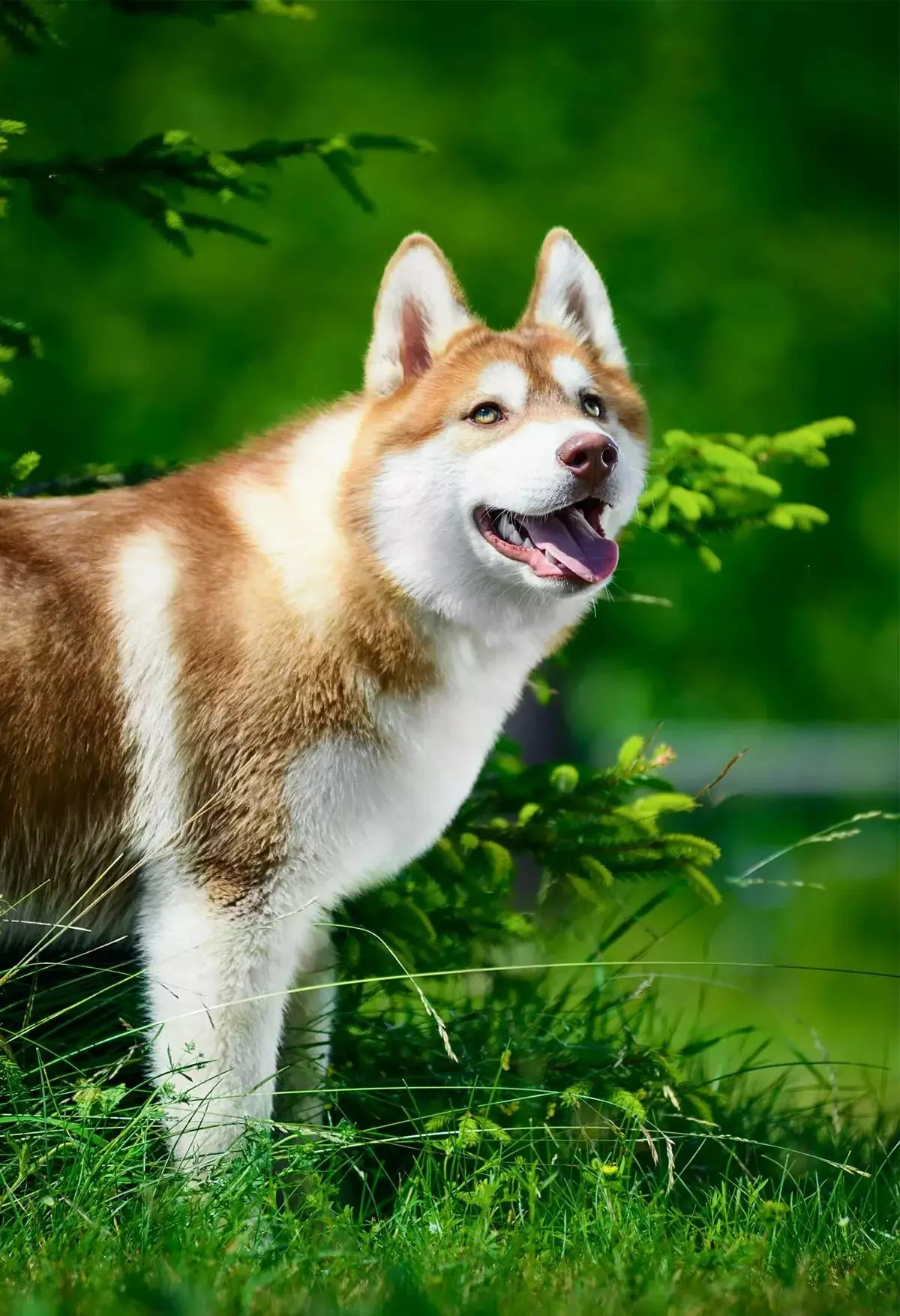 Redhead Husky (29 장의 사진) : 흰색 - 빨간색 강아지는 파란 눈처럼 보이는가? 개가 순전히 붉은 색? 22766_6