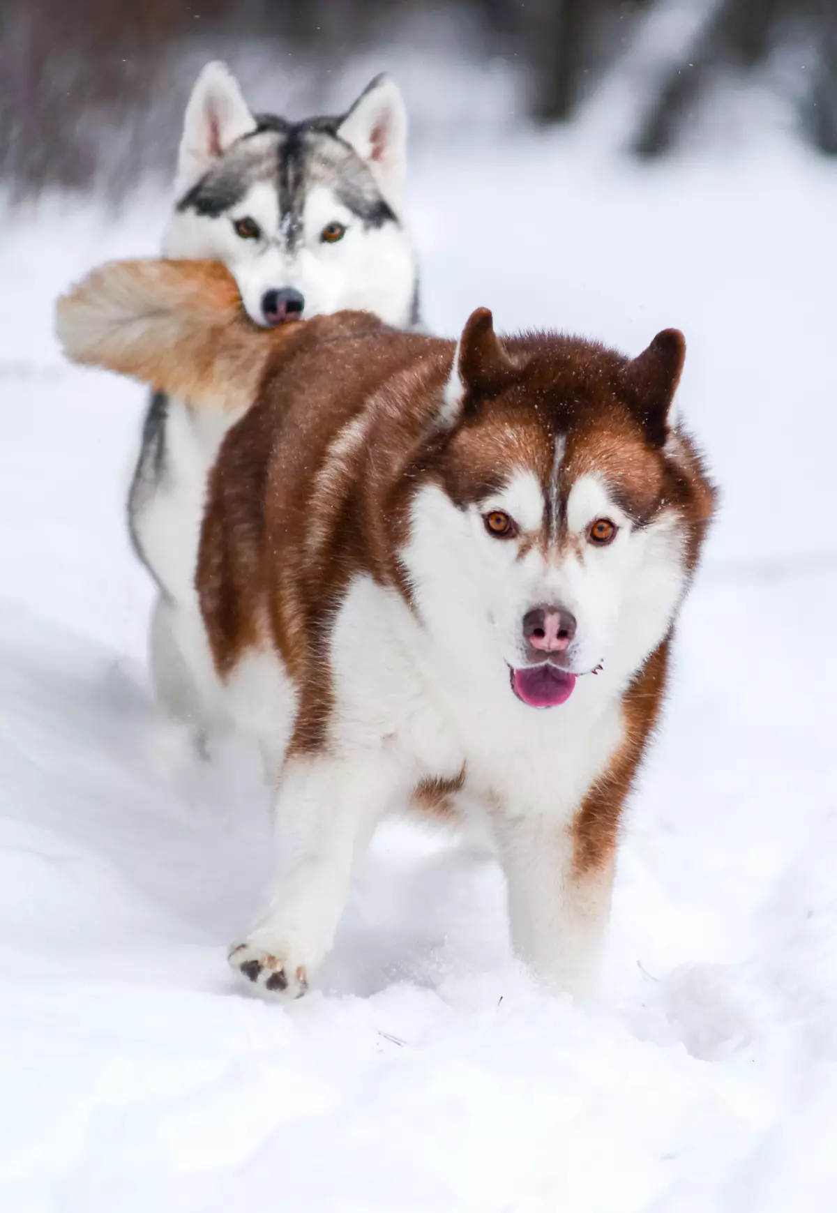 Redhead Husky (29 장의 사진) : 흰색 - 빨간색 강아지는 파란 눈처럼 보이는가? 개가 순전히 붉은 색? 22766_7