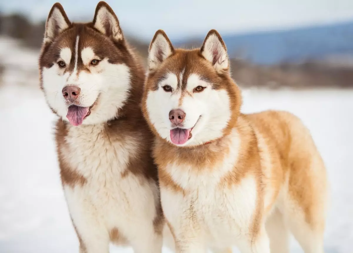 Redhead Husky (29 장의 사진) : 흰색 - 빨간색 강아지는 파란 눈처럼 보이는가? 개가 순전히 붉은 색? 22766_8