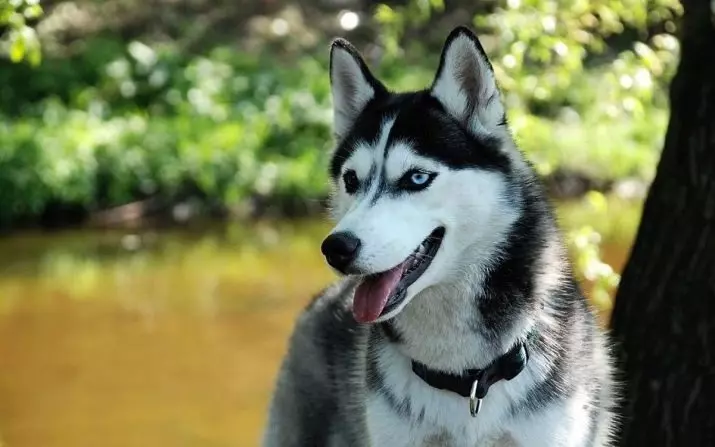 Tên cho Husky: Làm thế nào bạn có thể gọi những con chó của giống chó này? Những chú chó con đẹp nhất cho chó con, tên tốt nhất từ ​​phim cho chó 22767_3
