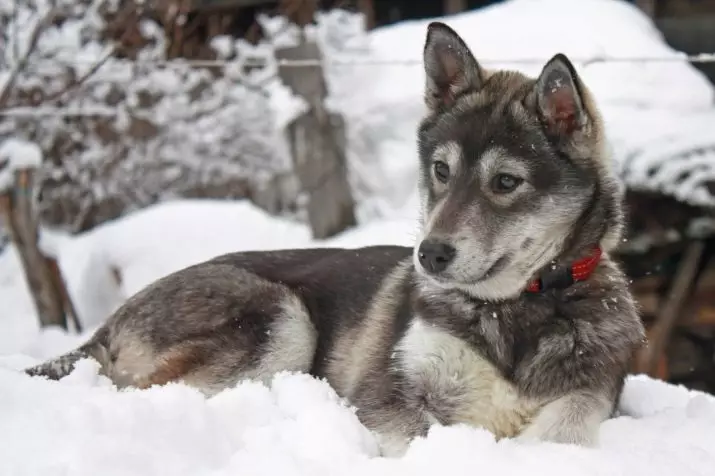 Cores husky (35 fotos): branco e negro e gris, aguti e cervo, lobo e outras cores. Que cor son Husky con ollos azuis e marróns? 22768_21