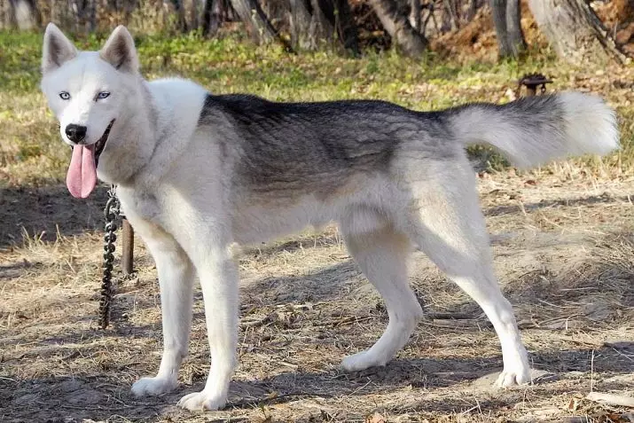 Ngjyra Husky (35 foto): e zezë dhe e bardhë dhe gri, aguti dhe fawn, ujku dhe ngjyra të tjera. Çfarë ngjyre është Husky me sy blu dhe kafe? 22768_26