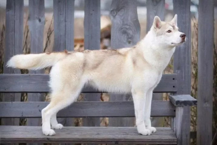 Colors Husky (35 fotos): blanc i negre i gris, aguti i cervesa, llop i altres colors. Quin color són husky amb ulls blaus i marrons? 22768_30