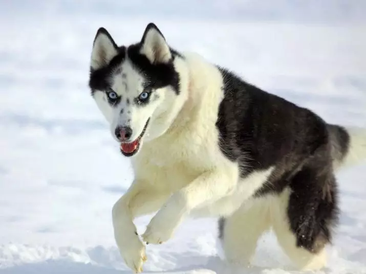 Husky-Farben (35 Fotos): Schwarz und Weiß und Grau, Aguti und Fawn, Wolf und andere Farben. Welche Farbe haben Husky mit blauen und braunen Augen? 22768_32
