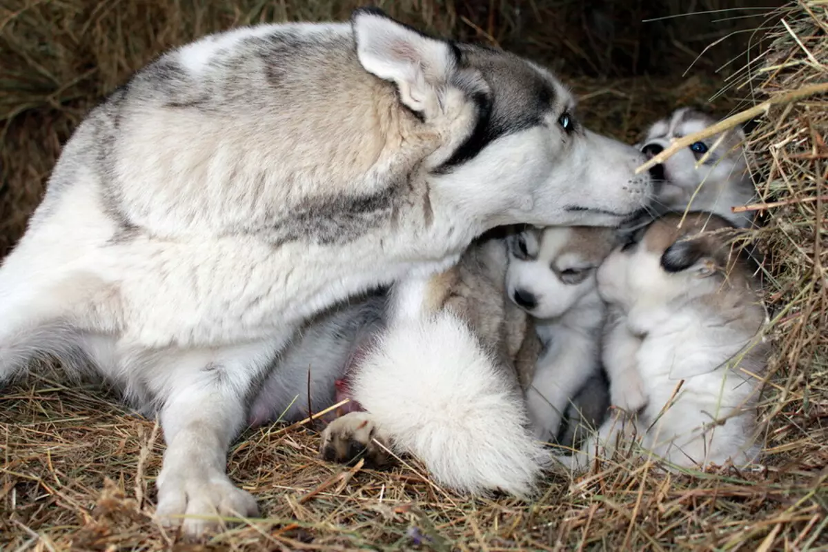 Newborn Husky hvolpar (14 myndir): Hvað lítur þú út? Hvenær opna þau augun eftir fæðingu? 22773_12