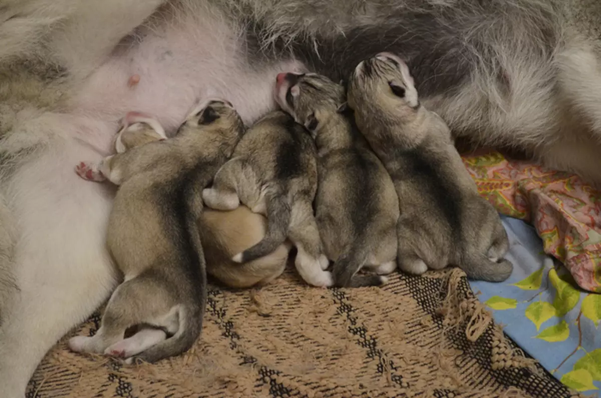 Pasgebore Husky hondjies (14 foto's): Wat dink jy lyk? Wanneer hulle hul oë oop te maak na geboorte? 22773_13