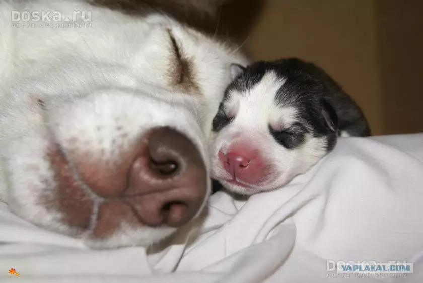 Pasgebore Husky hondjies (14 foto's): Wat dink jy lyk? Wanneer hulle hul oë oop te maak na geboorte? 22773_14