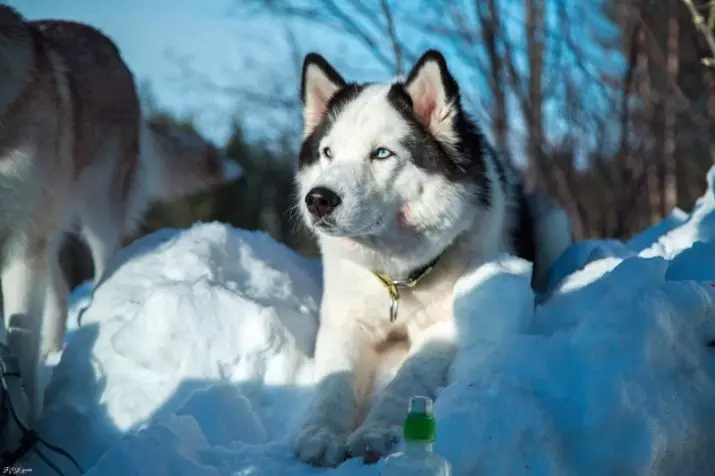 Pasgebore Husky hondjies (14 foto's): Wat dink jy lyk? Wanneer hulle hul oë oop te maak na geboorte? 22773_3