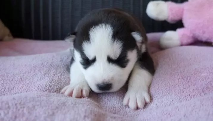 Newborn Husky hvolpar (14 myndir): Hvað lítur þú út? Hvenær opna þau augun eftir fæðingu? 22773_4