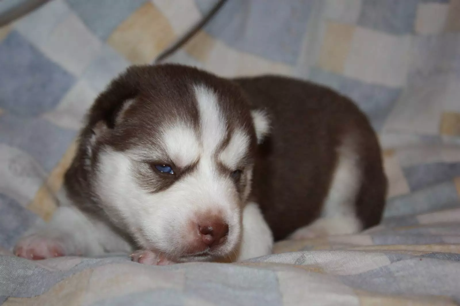 Newborn Husky hvolpar (14 myndir): Hvað lítur þú út? Hvenær opna þau augun eftir fæðingu? 22773_6