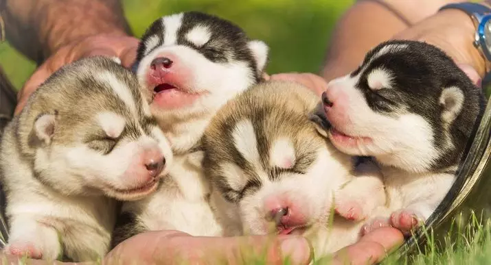 Baru Lahir Husky Puppies (14 Foto): Seperti apa penampilan Anda? Kapan mereka membuka mata setelah lahir? 22773_8