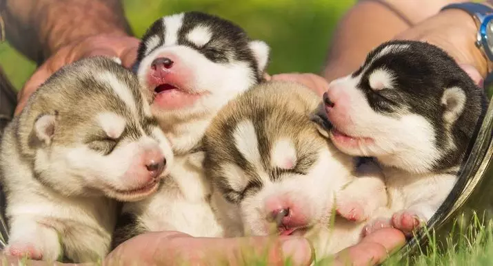 Newborn Husky hvolpar (14 myndir): Hvað lítur þú út? Hvenær opna þau augun eftir fæðingu? 22773_8