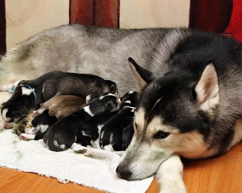 Vastsündinud husky kutsikad (14 fotot): Mida sa näed välja? Millal nad avavad oma silmad pärast sündi? 22773_9