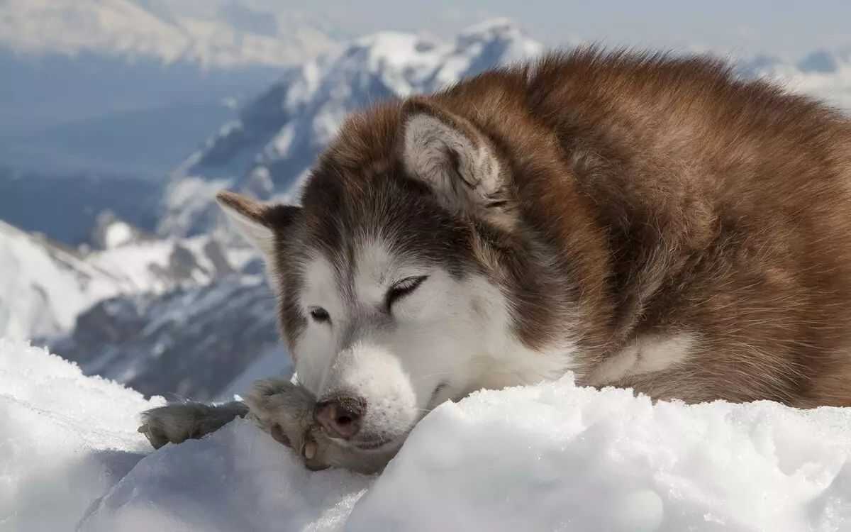 Hogyan lehet oktatni Husky-t? Egy kiskutya edzése és gyorsítása otthon. Hogyan lehet önállóan tanítani egy kutyát a csapatok? Hány éves tudsz edzeni? 22775_12