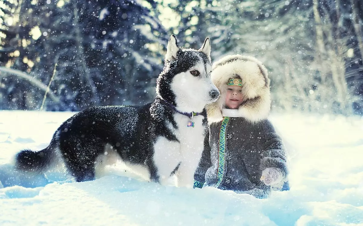 Wie errichtet man Husky? Schulung und Reichweite eines Welpen zu Hause. Wie lehrt man einen Hund an Teams? Wie alt kannst du trainieren? 22775_13