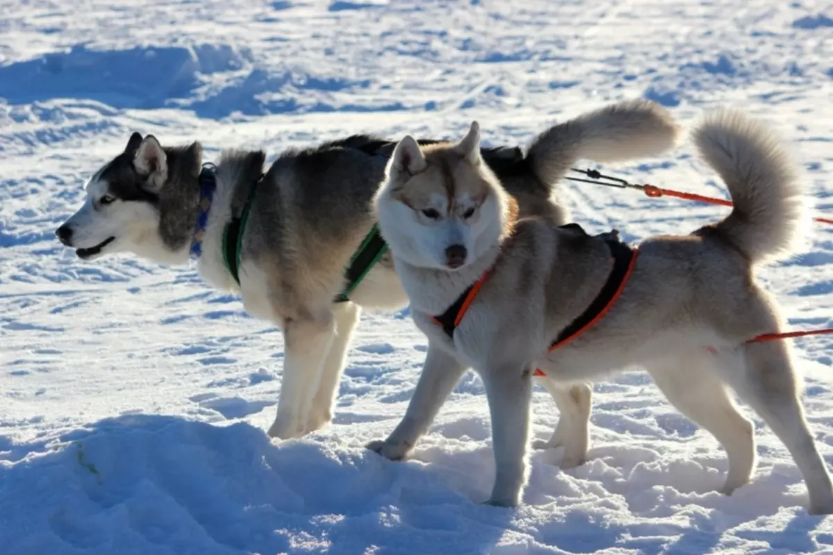 কিভাবে husky শিক্ষিত? বাড়িতে একটি কুকুরছানা প্রশিক্ষণ এবং দ্রুত। কিভাবে স্বাধীনভাবে দলের একটি কুকুর শেখান? আপনি কত বয়সী ট্রেন করতে পারেন? 22775_15