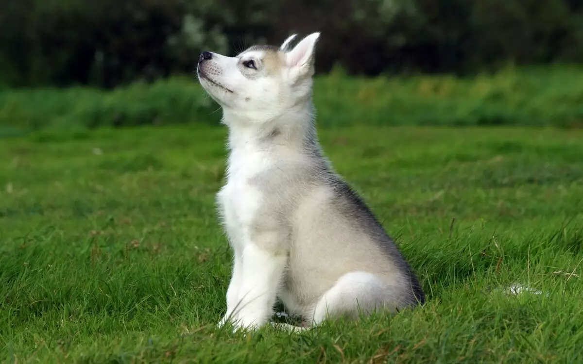 Jak vzdělávat Husky? Školení a výcvik štěně doma. Jak nezávisle učit psa týmům? Jak starý můžete trénovat? 22775_18