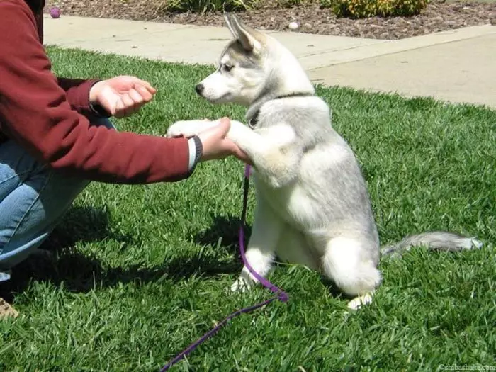 Bagaimana untuk mendidik Husky? Latihan dan Papas Puppy di rumah. Bagaimana untuk mengajar secara bebas anjing ke pasukan? Berapa lama anda boleh melatih? 22775_19