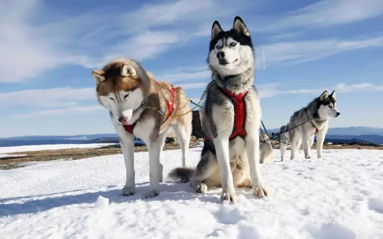 Ahoana no mba hampianarana husky? Fampiofanana sy ny rapidation ny alika ao an-trano. Ny fomba tsy miankina mampianatra ny alika ny ekipa? Firy taona ianao no afaka mampiofana? 22775_2