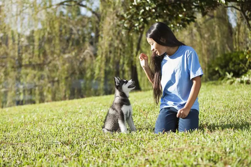 Paano turuan ang Husky? Pagsasanay at pagbati ng isang puppy sa bahay. Paano nakapag-iisa magturo ng isang aso sa mga koponan? Ilang taon ang maaari mong sanayin? 22775_20