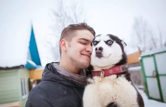 Wie errichtet man Husky? Schulung und Reichweite eines Welpen zu Hause. Wie lehrt man einen Hund an Teams? Wie alt kannst du trainieren? 22775_24