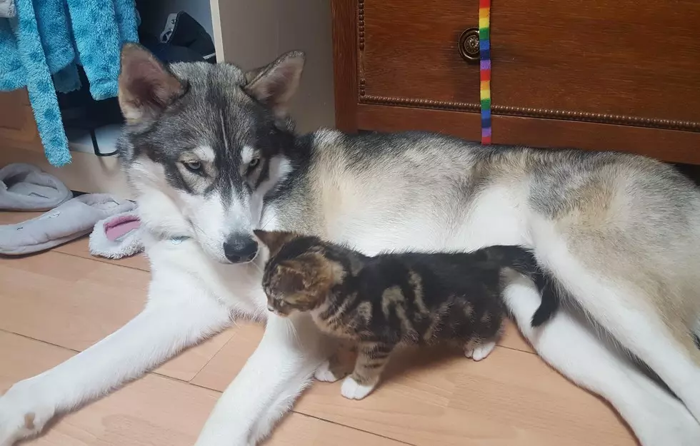 Conas oideachas a chur ar Husky? Oiliúint agus laghdú puppy sa bhaile. Conas madra a mhúineadh go neamhspleách ar fhoirne? Cén aois is féidir leat traenáil? 22775_26