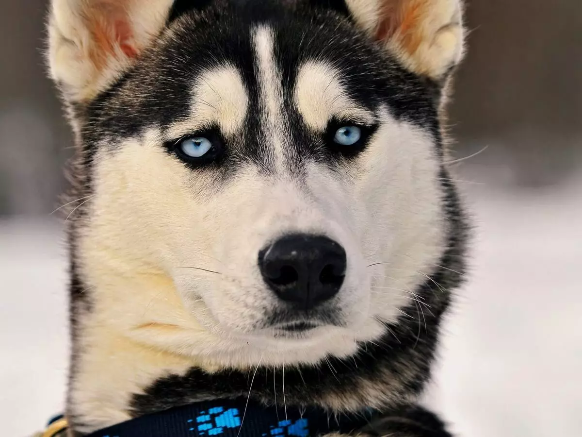 Bagaimana cara mendidik Husky? Pelatihan dan perancangan anak anjing di rumah. Bagaimana cara mengajar anjing secara mandiri kepada tim? Berapa umur Anda bisa berlatih? 22775_28