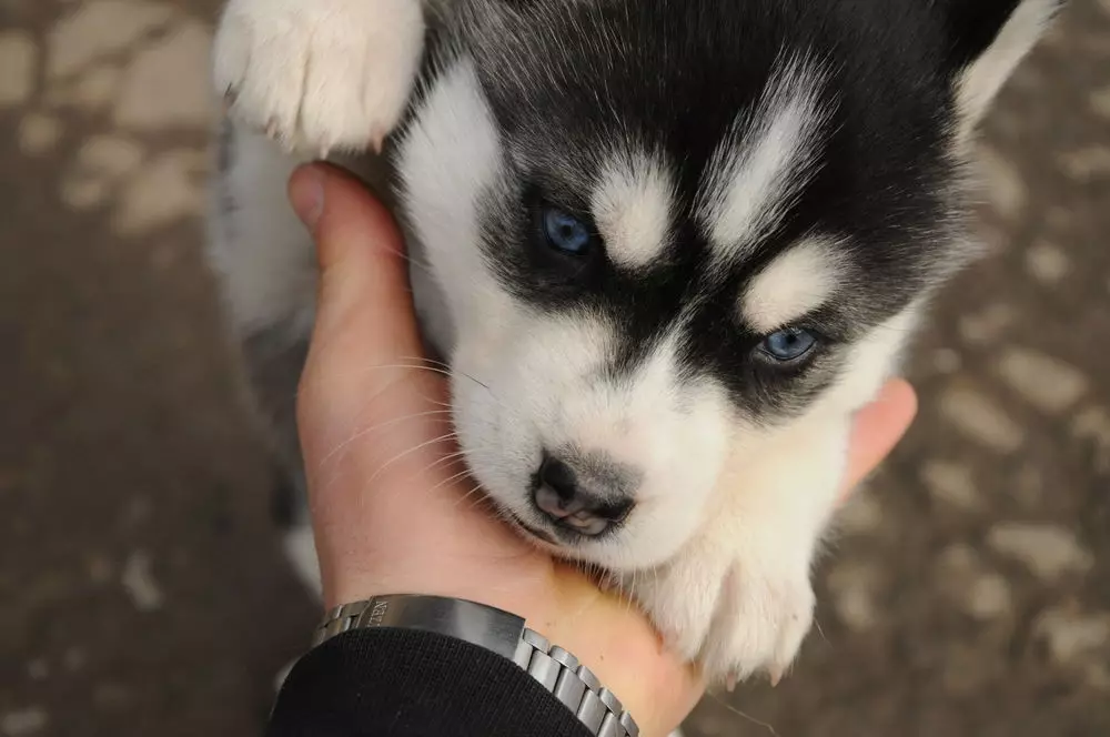 چگونه به آموزش Husky؟ آموزش و پرورش یک توله سگ در خانه. چگونه به طور مستقل یک سگ را به تیم ها آموزش دهید؟ چند ساله می توانید آموزش دهید؟ 22775_7