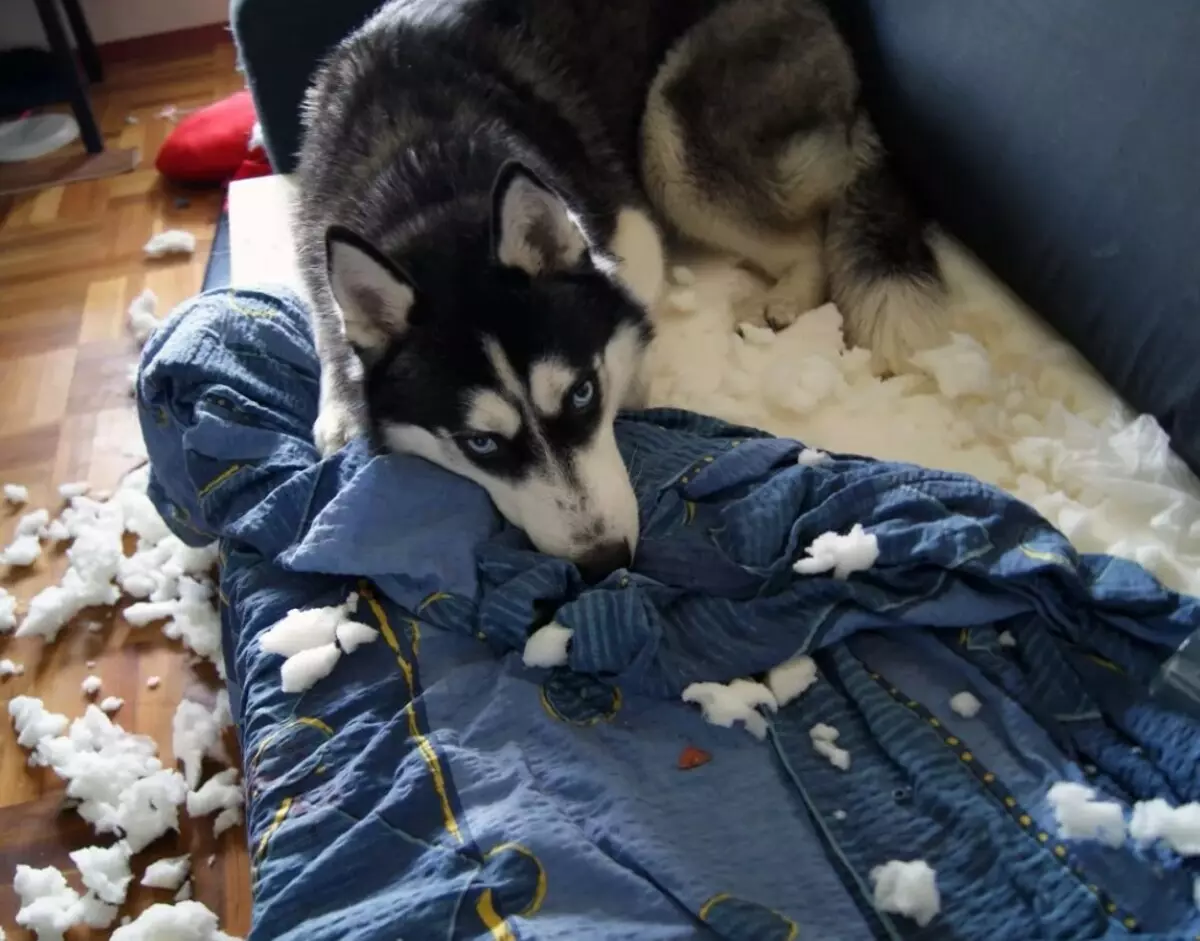 Husky in der Wohnung (26 Fotos): Ist es möglich, einen Hund zu Hause zu behalten? Pflege und Inhalt. Sollte ich Mädige anfangen und wie man es erziehen soll? Bewerbungsbewertungen. 22776_12