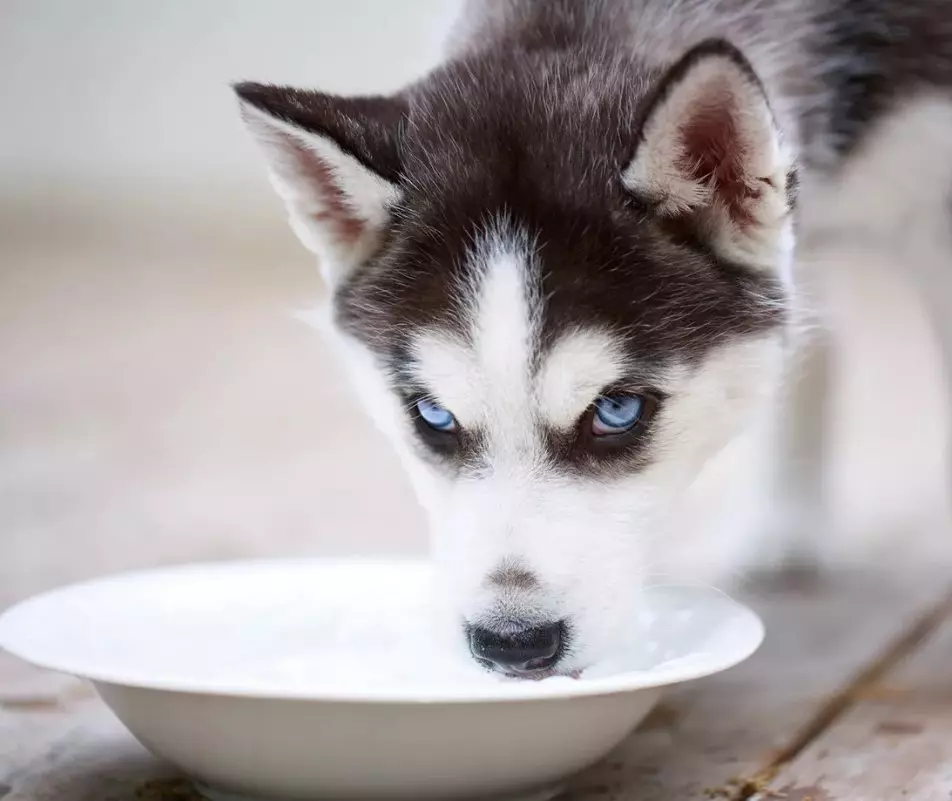 Husky san árasán (26 grianghraf): An féidir madra a choinneáil sa bhaile? Cúram agus ábhar. Ar chóir dom tús a chur le hassiness agus conas é a oiliúint? Athbhreithnithe Úinéireachta 22776_16