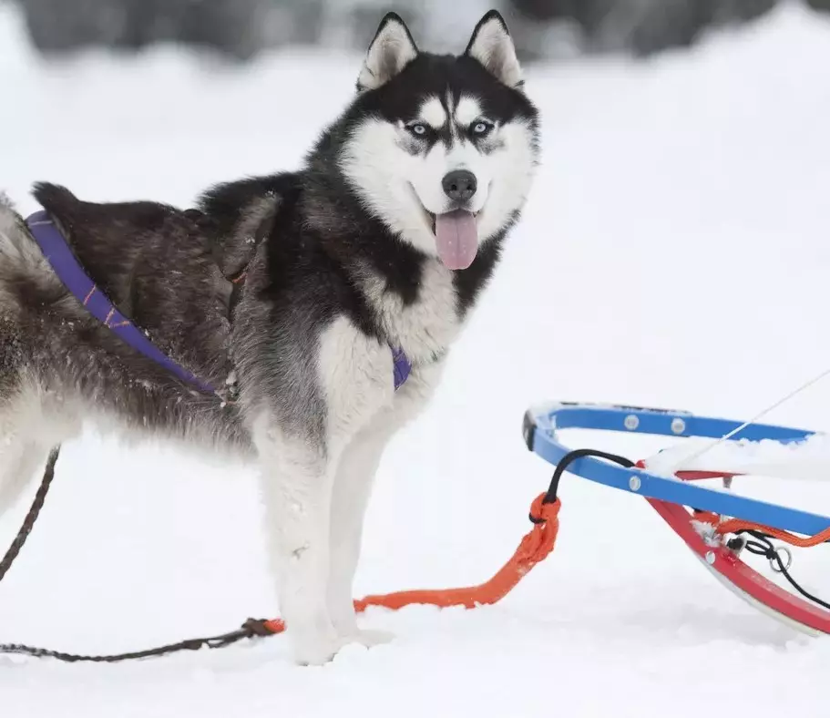 Husky huoneistossa (26 kuvaa): Onko koira pitää kotona? Hoito ja sisältö. Minun pitäisi aloittaa haavoittuvuus ja miten kouluttaa sitä? Omistusarvostelut 22776_5