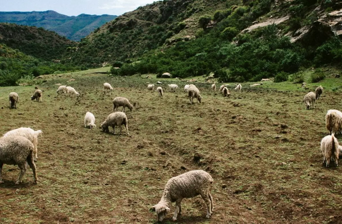 Alman Spitz (69 şəkil): Cins Alman Spitz, qara və ağ bala olan cins itlərinin təsviri və xarakteri. Nə qədər cırtdan yaşayır? Hirayar 22783_10