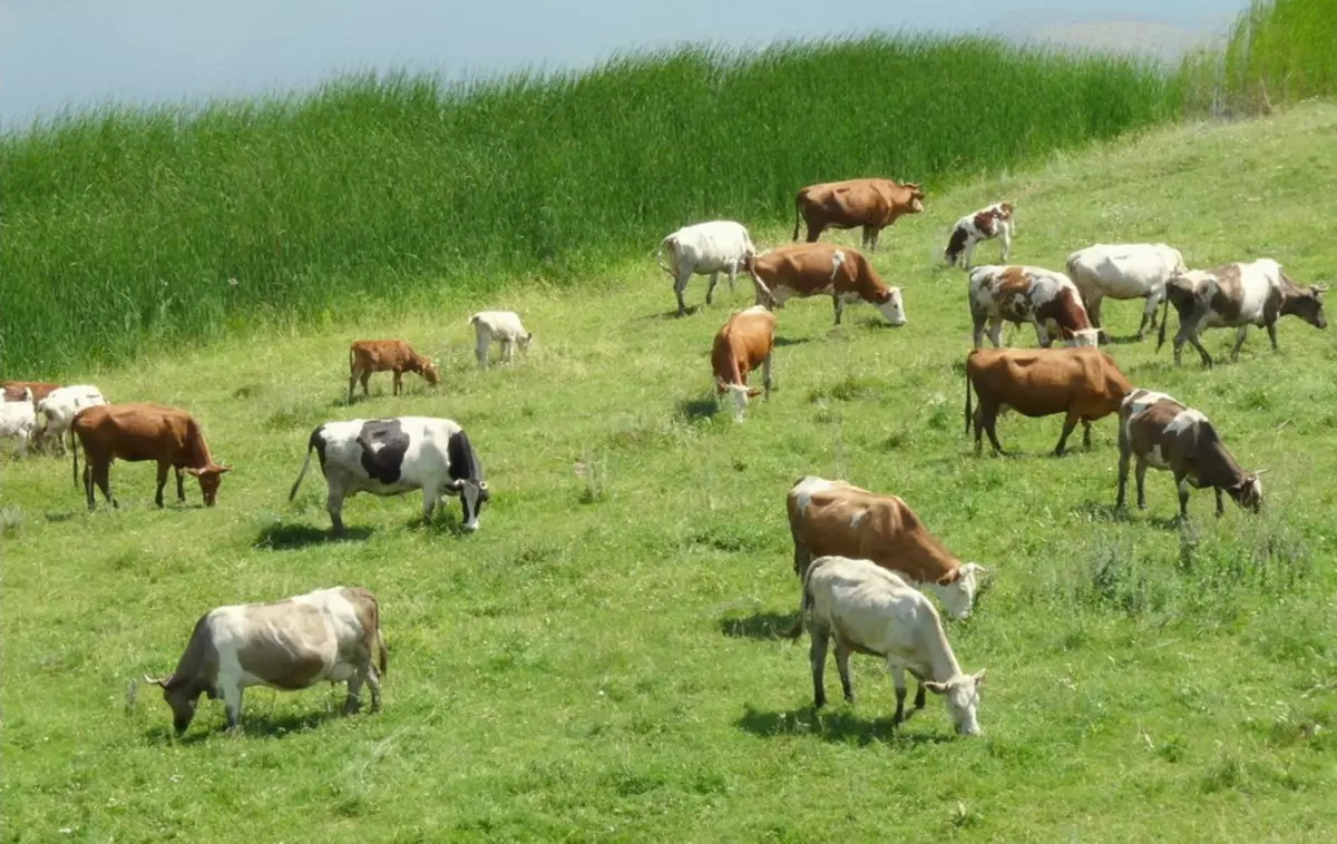 German Stzz (foto 69): Nkọwa na agwa nke nkịta nke ụmụ nkịta fesaaz, ụmụ nkịta ojii na ọcha. Ego ole dowf bi? Nkịta ntutu isi 22783_11