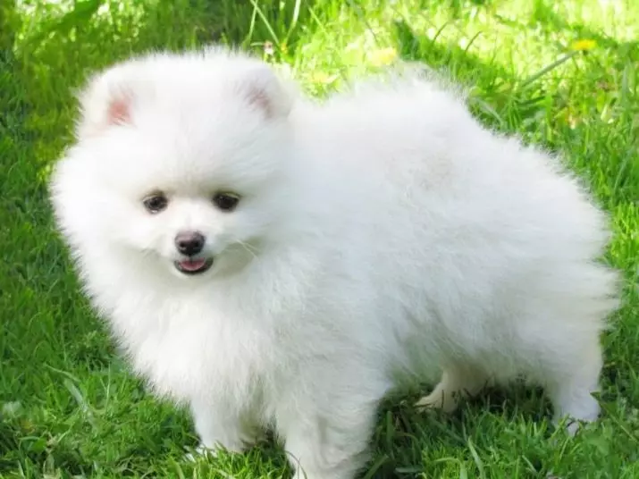 German Spitz (69 լուսանկար). Greed Great Great Gream- ի շների նկարագրությունը եւ բնույթը, սեւ եւ սպիտակ լակոտները: Որքան է ապրում թզուկը: Սանրվածքի շուն 22783_12