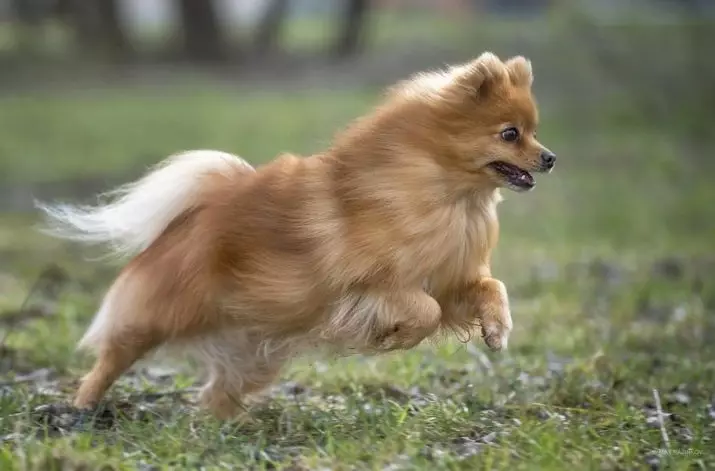 German Spitz (69 photos): Umwirondoro n'imico n'imbwa izana German Spitz, black and white puppies. Angahe aciriye dwarf kubaho? Isunzu imbwa 22783_13