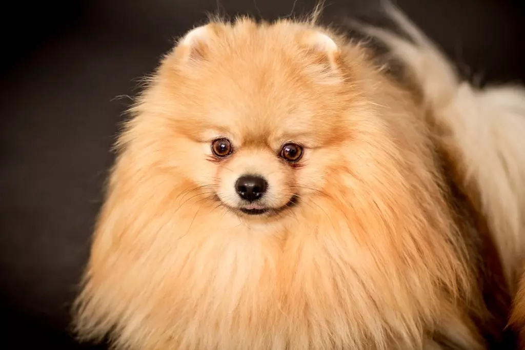 Duitse Spitz (69 foto's): beskrywing en karakter van honde van ras Duitse Spitz, swart en wit hondjies. Hoeveel dwerg spoeg leef? haarsny hond 22783_14