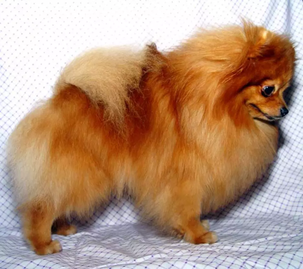 German Spitz (69 լուսանկար). Greed Great Great Gream- ի շների նկարագրությունը եւ բնույթը, սեւ եւ սպիտակ լակոտները: Որքան է ապրում թզուկը: Սանրվածքի շուն 22783_15