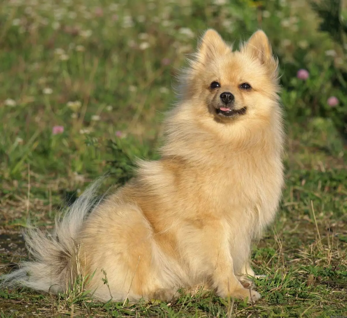 Nemecký Spitz (69 fotografií): Popis a charakter psov plemena Nemecký Spitz, čiernobiele šteniatka. Koľko trpaslíckych pruhov žije? Strážca 22783_18